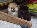 SultanPom pomeranian club Türkiye 
