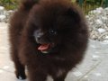 SultanPom pomeranian club Türkiye 
