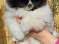 SultanPom pomeranian club Türkiye 