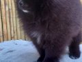 SultanPom pomeranian club Türkiye 