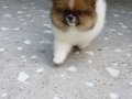 SultanPom pomeranian club Türkiye 