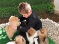 SultanPom pomeranian club Türkiye 
