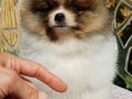 Muhteşem renkli Pomeranian. SultanPom Türkiye. 