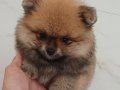 Muhteşem renkli Pomeranian. SultanPom Türkiye. 