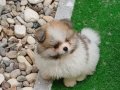 Muhteşem renkli Pomeranian. SultanPom Türkiye. 