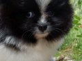 Muhteşem renkli Pomeranian. SultanPom Türkiye. 