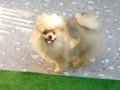 Muhteşem renkli Pomeranian. SultanPom Türkiye. 