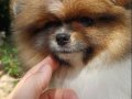 Muhteşem renkli Pomeranian. SultanPom Türkiye. 