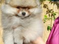 Muhteşem renkli Pomeranian. SultanPom Türkiye. 