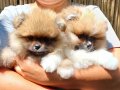 Pomeranian club SultanPom Türkiye 