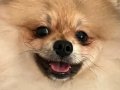Pomeranian club SultanPom Türkiye 