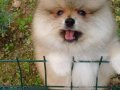 Pomeranian club SultanPom Türkiye 