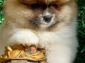 Pomeranian club SultanPom Türkiye 