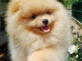 Pomeranian club SultanPom Türkiye 