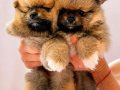 Pomeranian club SultanPom Türkiye 