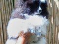 Pomeranian club SultanPom Türkiye 