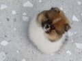 Pomeranian club SultanPom Türkiye 