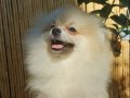SultanPom pomeranian club Türkiye 
