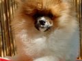 SultanPom Pomeranian Club Türkiye 
