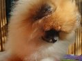 SultanPom Pomeranian Club Türkiye 