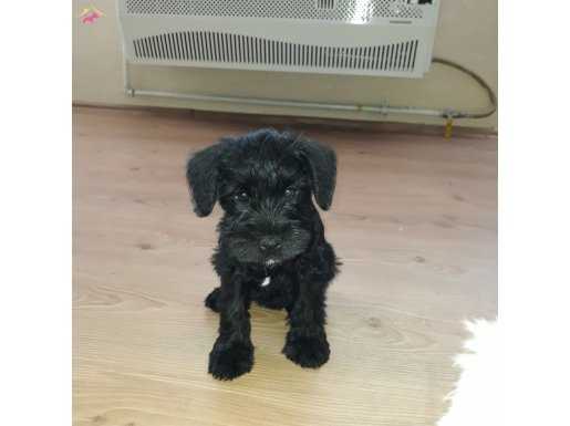 Schnauzer 