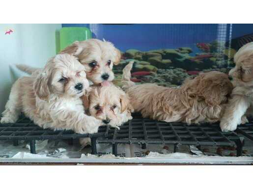 Sağlık garantili maltipoo yavruları 