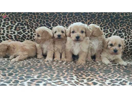 Maltipoo 