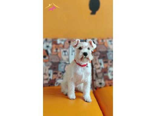 A kalite schnauzer yavrulari