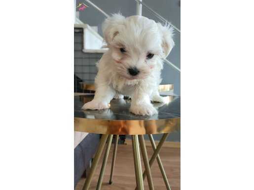 Yumuk yumuk maltese yavrusu 