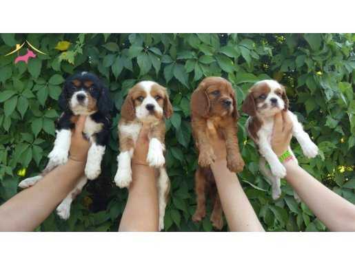 Muhteşem Cavalier King Charles 