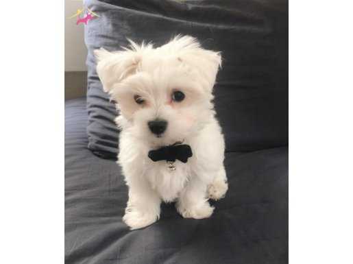 Muhteşem Maltese yavruları 