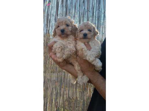 Irk ve sağlık garantili maltipoo yavrulari 