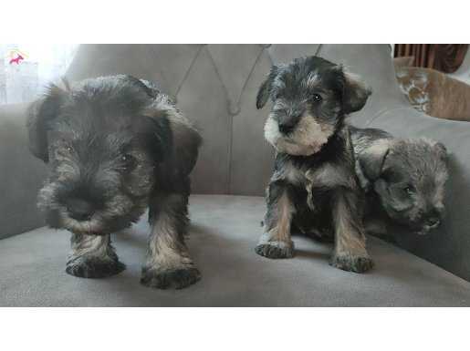 Yetistiricisinde schnauzer bebekleri