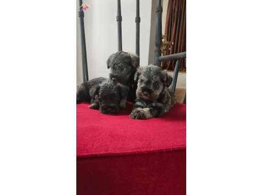 AA kalite schnauzer bebekler 