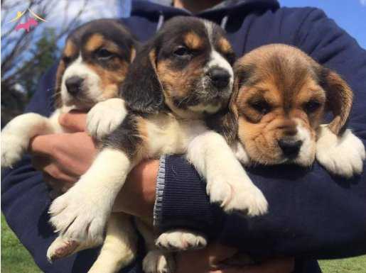 Muhteşem beagle yavrular 