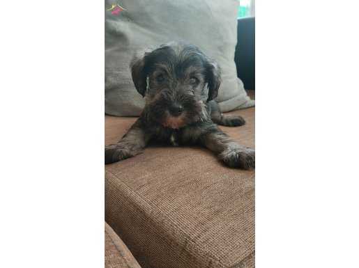 Muhteşem schnauzer yavrular 