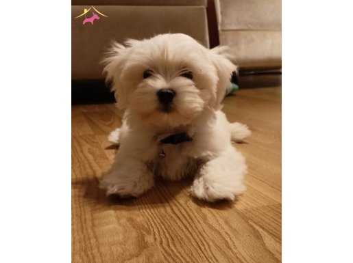 Muhteşem maltese bebekler 