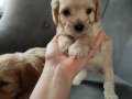 Maltipoo yavrular 