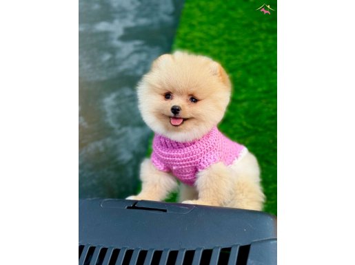ORJINAL GÜLERYÜZLÜ ARANILAN POMERANIAN YAVRUM