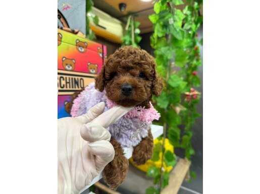 İSTENEN TOY POODLE YAVRUSU