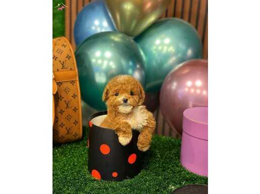 ENDER BULUNAN GÜZELLİKTE MALTİPOO YAVRUM 