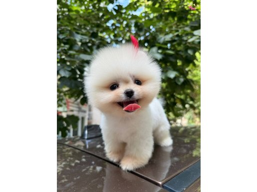 ORJINAL POMERANIAN YAVRUMUZ