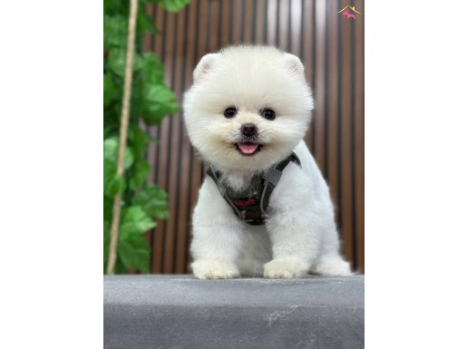 ORJINAL GÜLERYÜZLÜ SHOW KALİTE ARANILAN POM YAVRUSU 