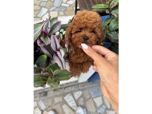 ÇİKOLATA TADINDA POODLE YAVRUM 