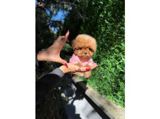 KİLOGRAM GARANTİLİ AKILLARDAN ÇIKMAYACAK EN İYİSİ