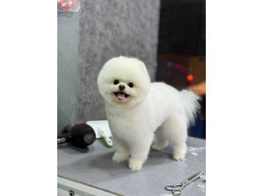 MÜKEMMEL GÜZELLİKTEKİ POMERANIAN YAVRUSU