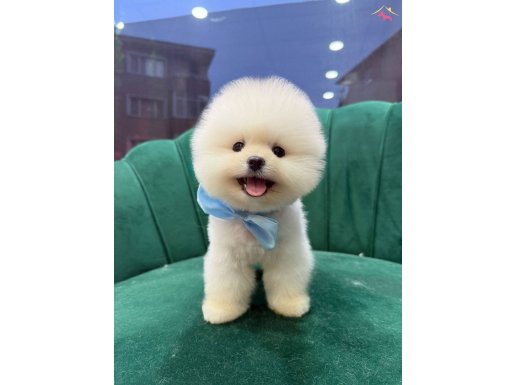 CİNSİNİN EN İYİSİ LOKUM :)