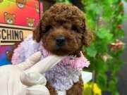 İSTENEN TOY POODLE YAVRUSU