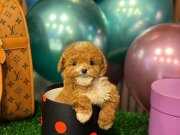 ENDER BULUNAN GÜZELLİKTE MALTİPOO YAVRUM 