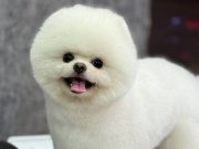 MÜKEMMEL GÜZELLİKTEKİ POMERANIAN YAVRUSU